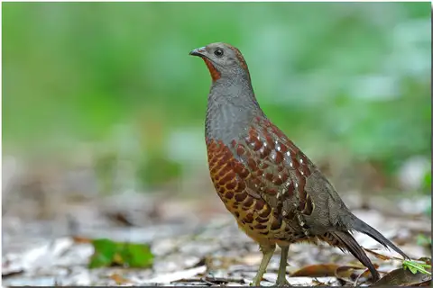 Taiwan Bamboo Partridge
