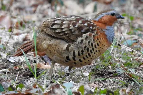 Chinese Bamboo Partridge