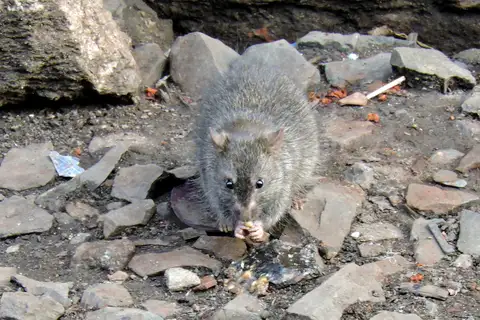 Lesser Bandicoot-rat