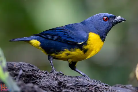 Blue-and-gold Tanager