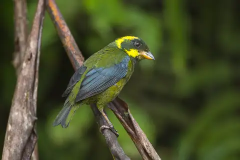 Gold-ringed Tanager