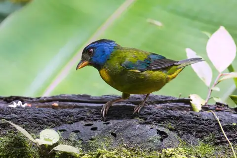 Moss-backed Tanager