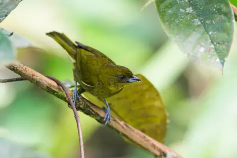 Yellow-green Tanager