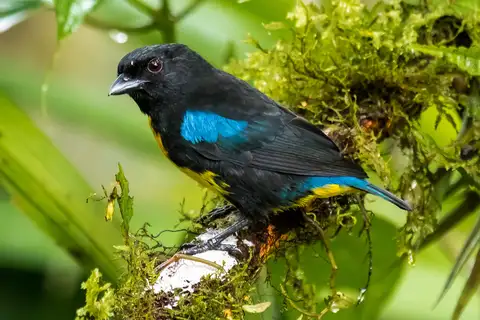 Black-and-gold Tanager