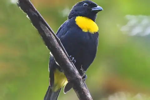 Golden-chested Tanager