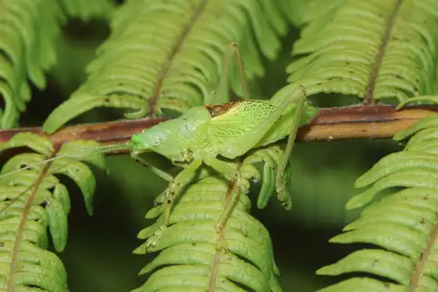 Banza nitida