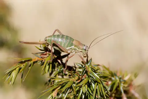 Baratia sari
