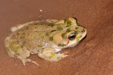 Brongersma's Toad
