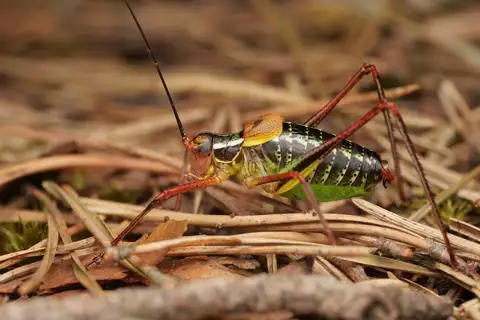 Eastern Saw-tailed Bush-cricket