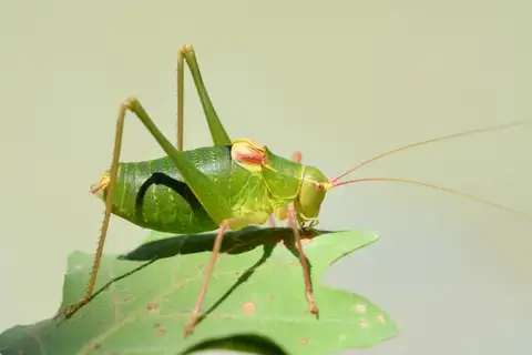 Iberian Saw Bush-cricket