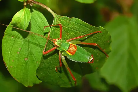 Southern Saw-tailed Bush-cricket