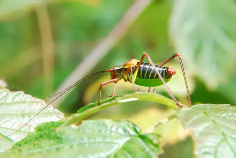 Common Saw Bush-cricket