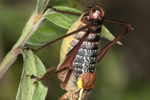 Vicentine Saw-tailed Bush-cricket