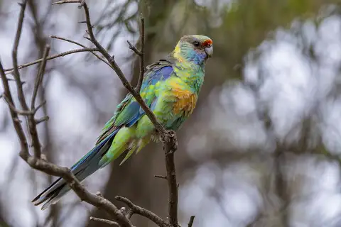 Australian Ringneck