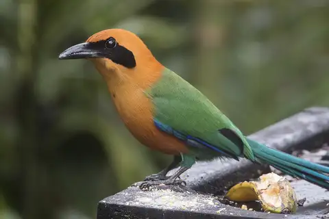 Rufous Motmot