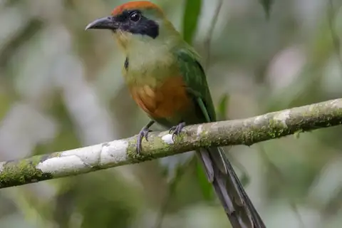 Rufous-capped Motmot