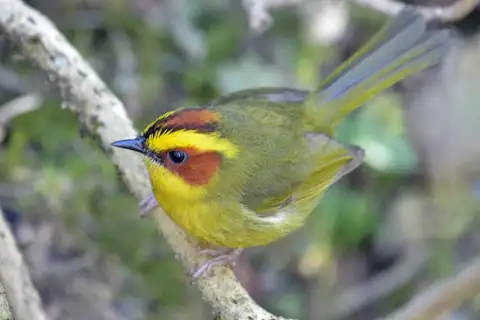 Golden-browed Warbler