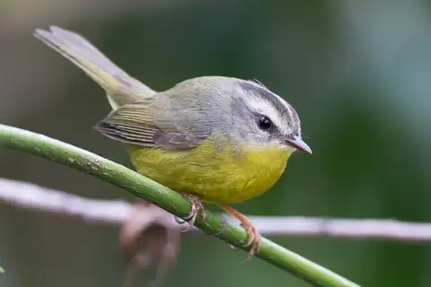 Golden-crowned Warbler