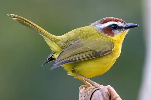 Chestnut-capped Warbler