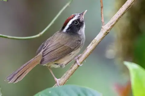 Black-cheeked Warbler