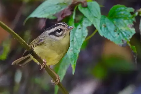 Black-eared Warbler