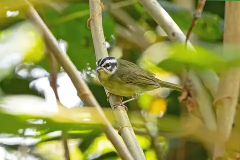 Yungas Warbler