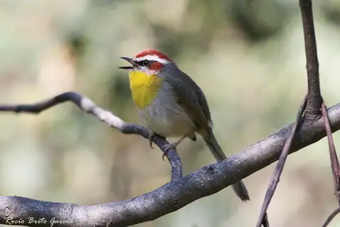 Rufous-capped Warbler