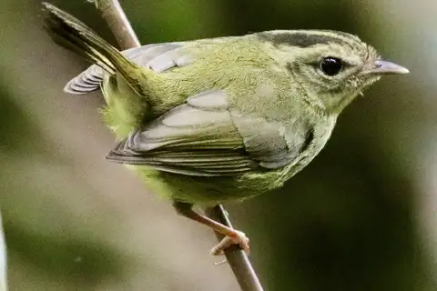Tacarcuna Warbler