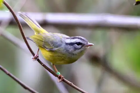 Three-banded Warbler