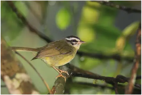 Three-striped Warbler