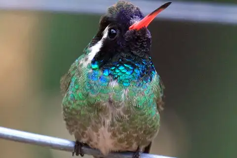 White-eared Hummingbird