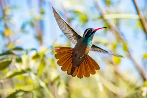 Xantus's Hummingbird