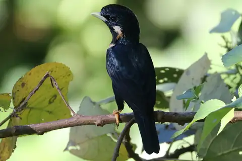 Sulawesi Myna