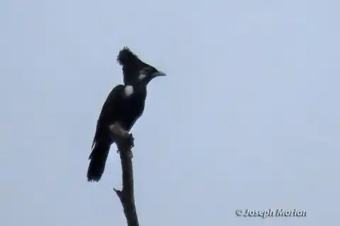 Long-crested Myna