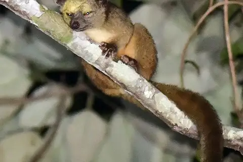 Eastern Lowland Olingo