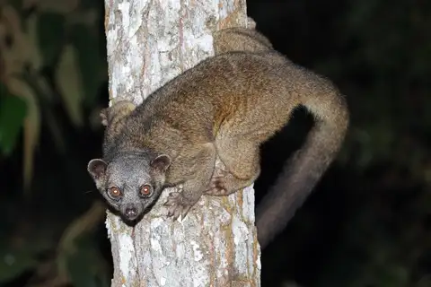 Western Lowland Olingo