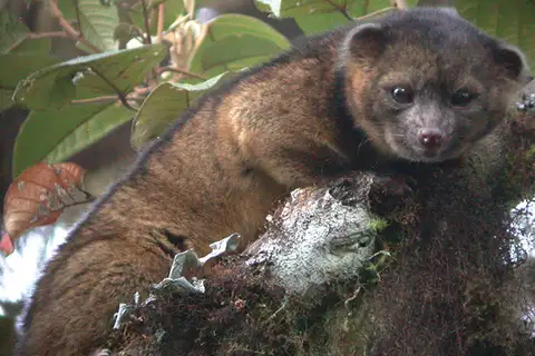 Olinguito