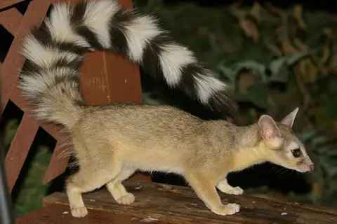 Ringtail