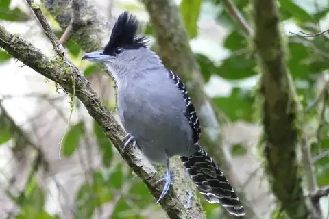 Giant Antshrike