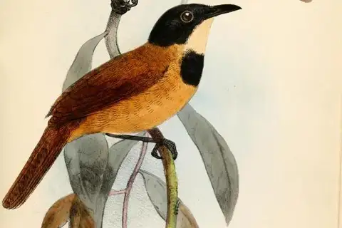 Black-headed Rufous Warbler