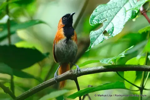 Black-faced Rufous Warbler