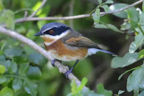 Cape Batis