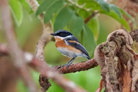 Malawi Batis