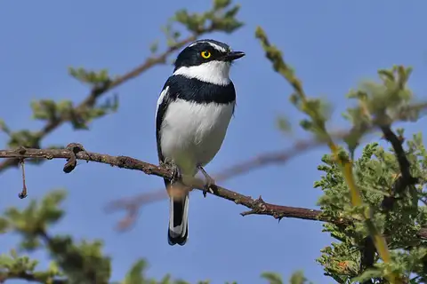 Western Black-headed Batis