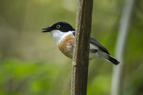 Woodwards' Batis