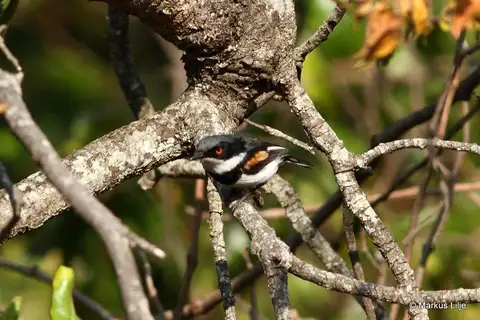 Margaret's Batis