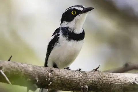 Eastern Black-headed Batis