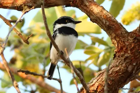 Angola Batis