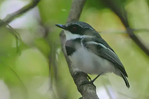 Short-tailed Batis