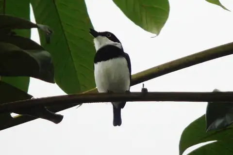 West African Batis